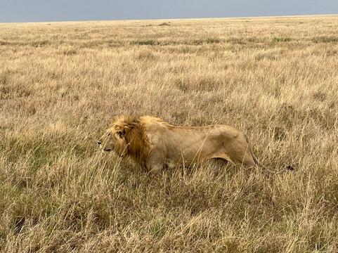 Wild Kings Africa-莫西必去景点