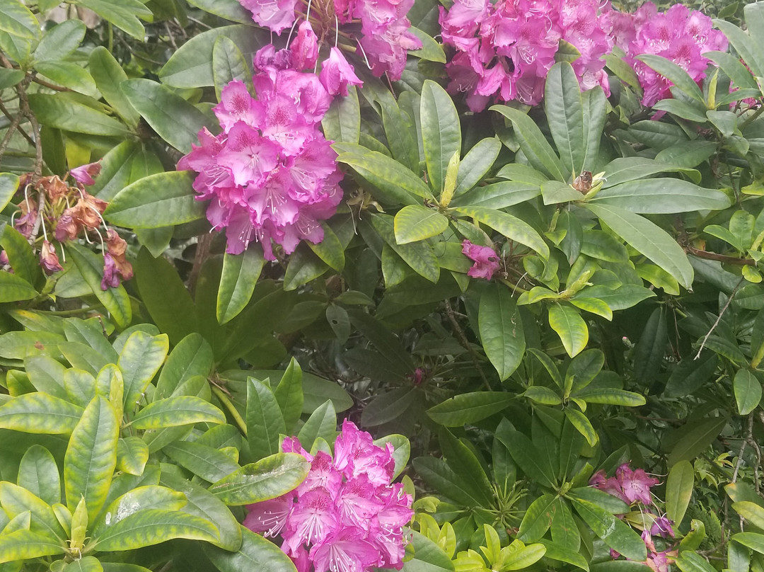 Thorngrove Manor主图