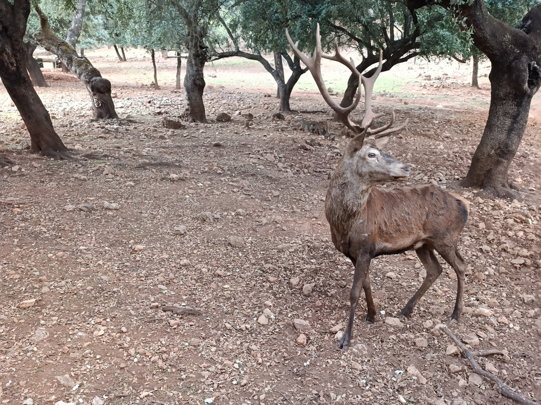 Parque Cinegetico Collado del Almendral景点图片