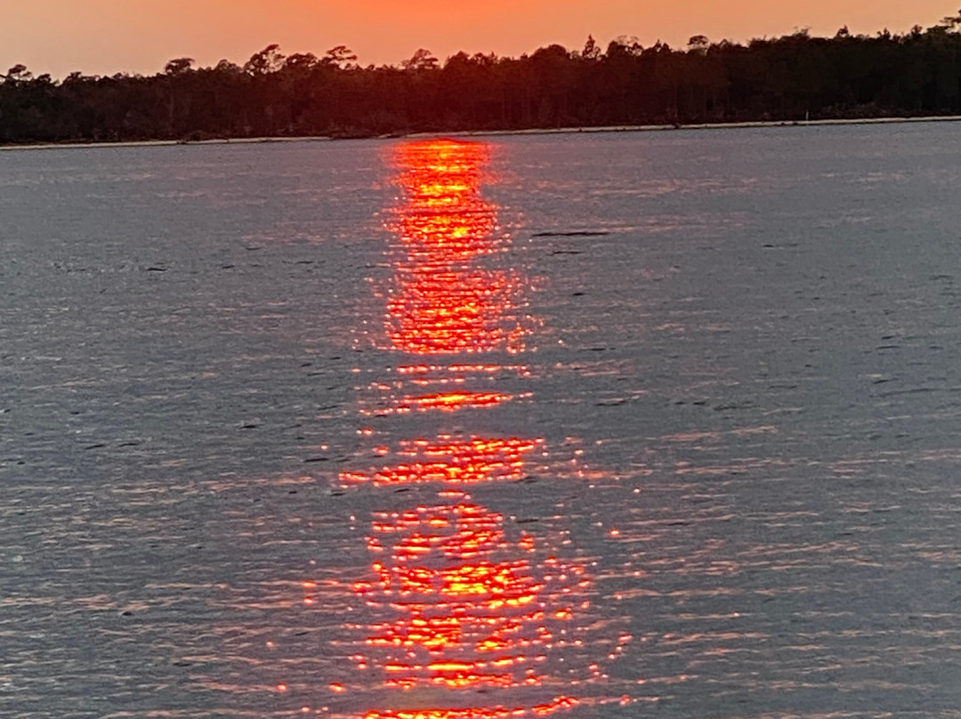 Dolphin Cruise aboard the Cold Mil Fleet-橙色海湾必去景点