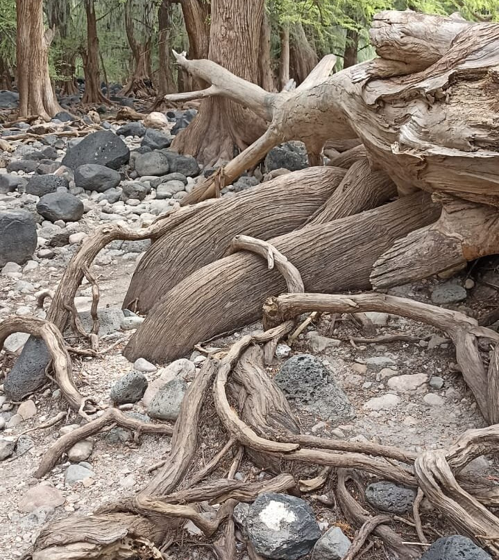 Cascada El Saltito景点图片
