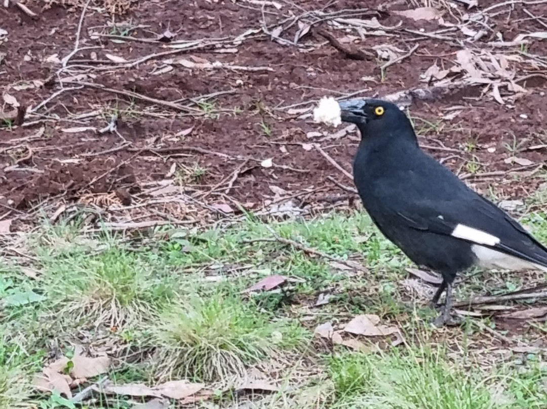 Coolah Tops National Park-Coolah必去景点