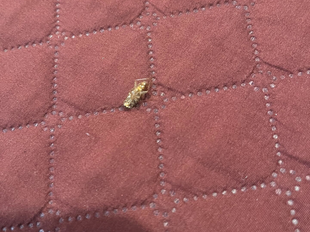 Americas Best Value Inn Corona主图