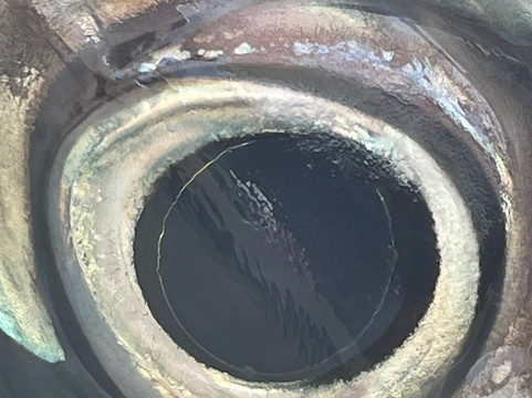 Fish Crew Huatulco-Crucecita必去景点