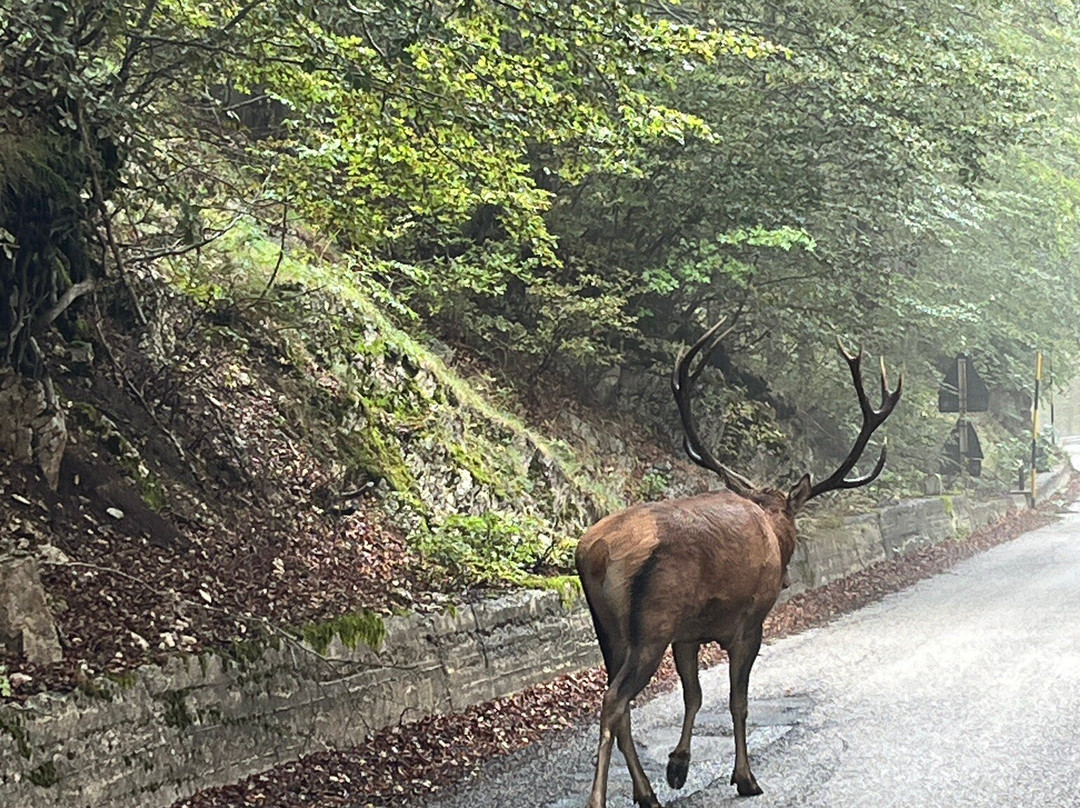 Parco Nazionale d'Abruzzo, Lazio e Molise景点图片