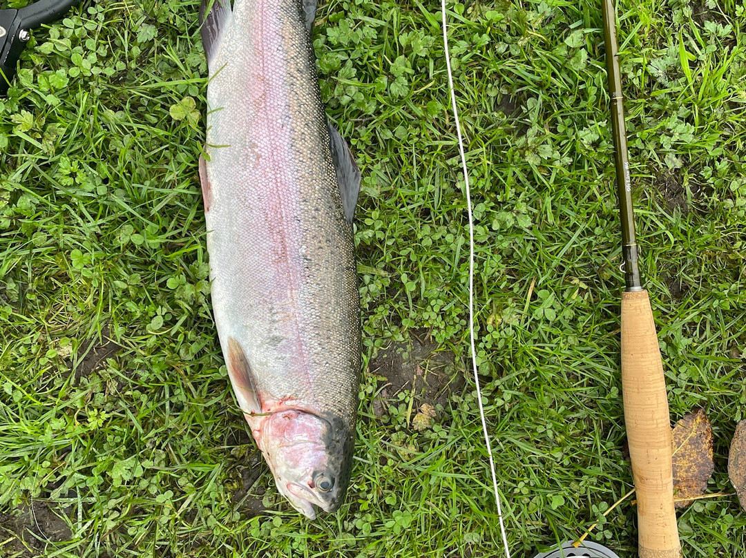 Woodington Lakes Trout Fishery-Wellow必去景点