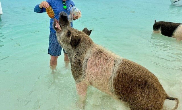 Pig Beach-大埃克苏马必去景点