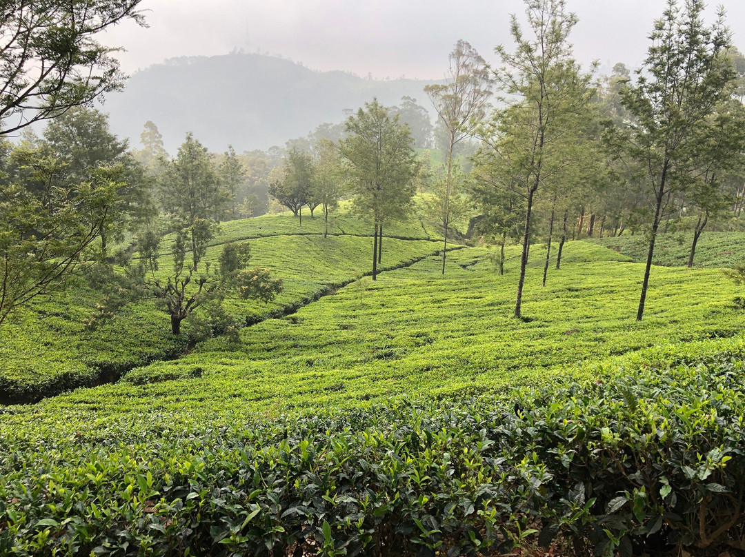 Vira Ceylon Tours & Travels景点图片