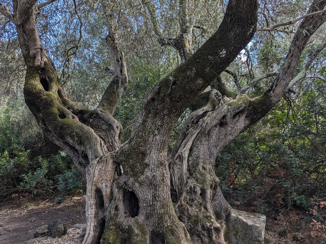 Sardinia ZonaBlu Tours景点图片