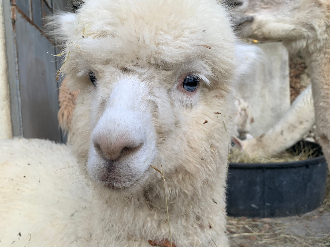 Azienda Agricola La Casetta - Kainua Allevamento Alpaca景点图片