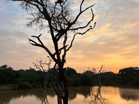 Nissanka Yala Safari-蒂瑟默哈拉默必去景点