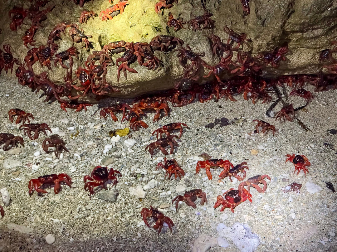 Indian Ocean Experiences-圣诞岛必去景点