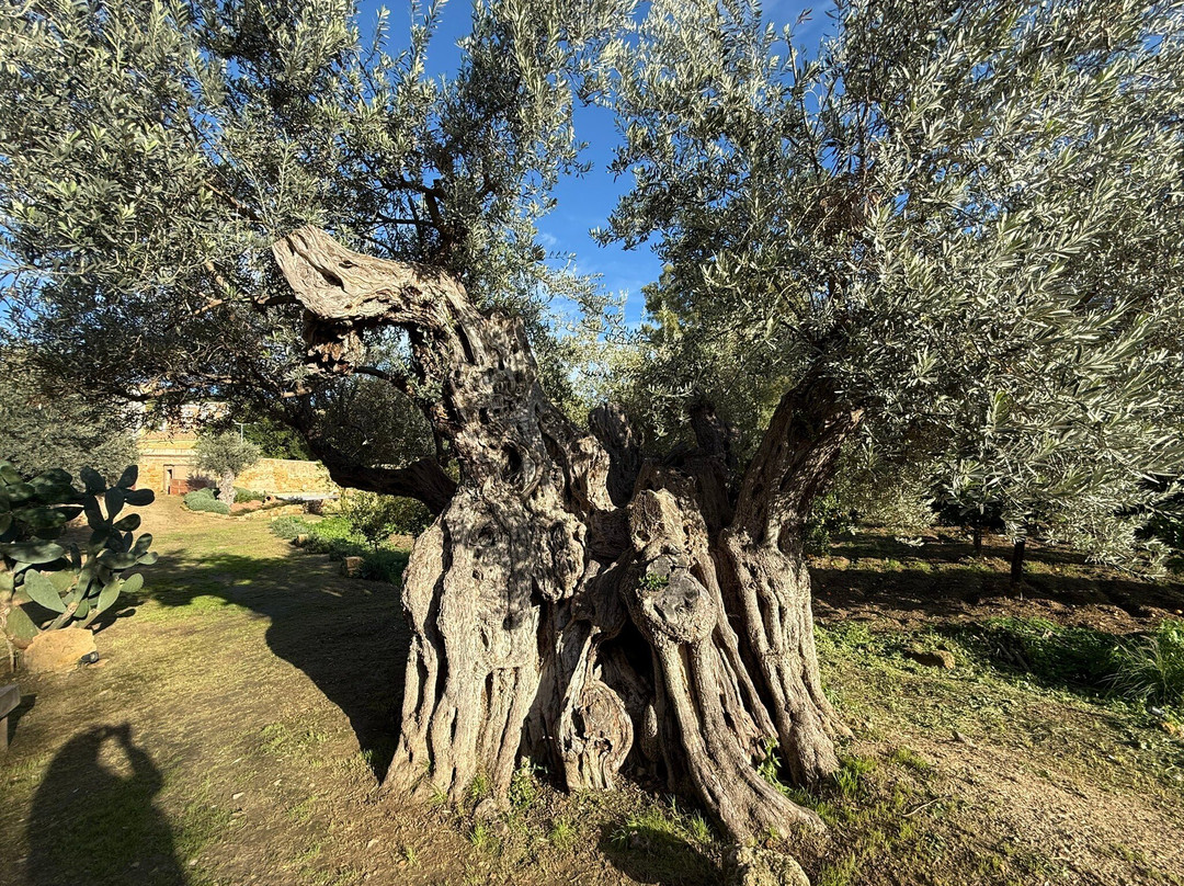 Il Giardino di Bonamorone景点图片