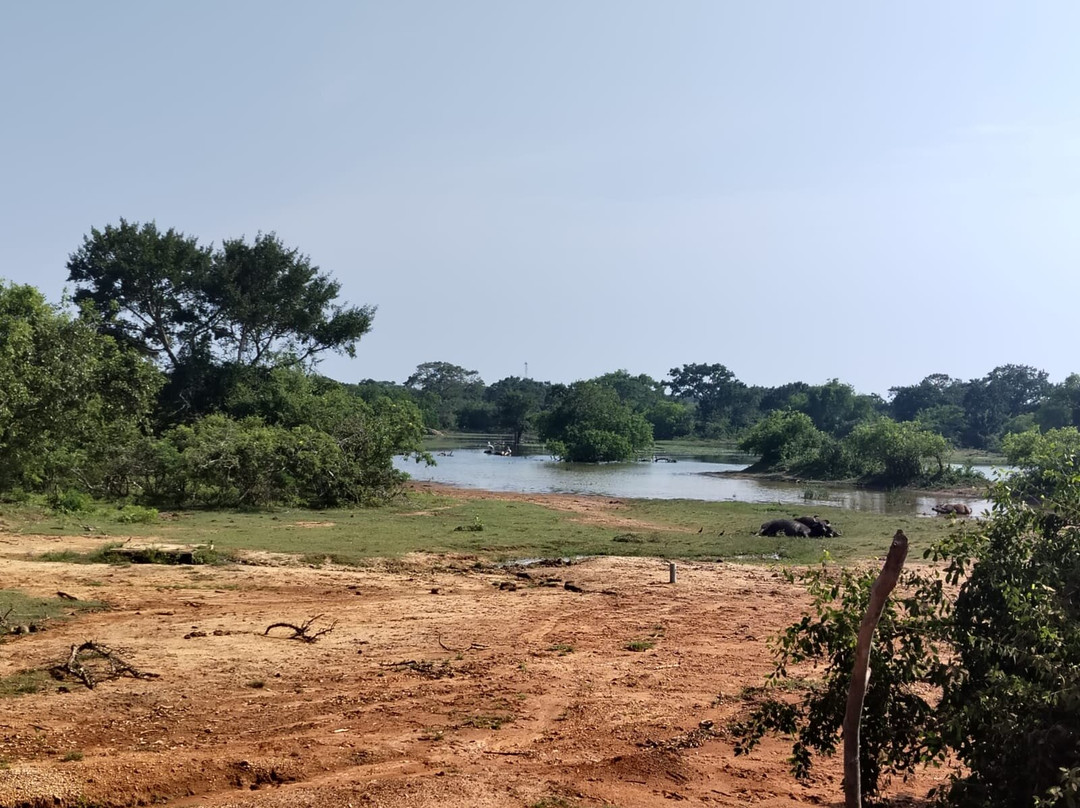 Leopard Yala Safari景点图片
