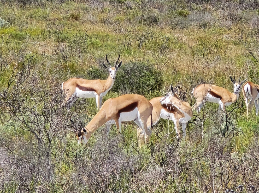 West Coast Safari-Yzerfontein必去景点