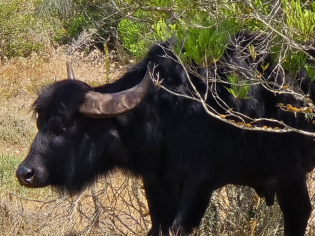 West Coast Safari-Yzerfontein必去景点