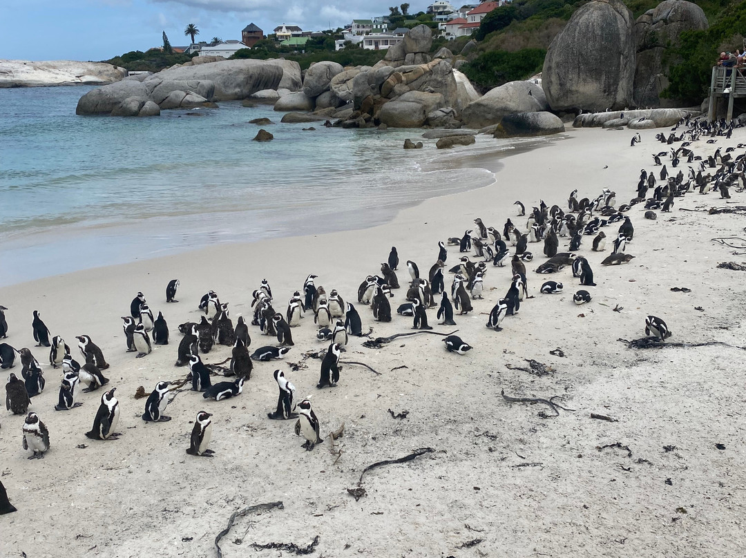 African Safari Guru-开普敦中心区必去景点