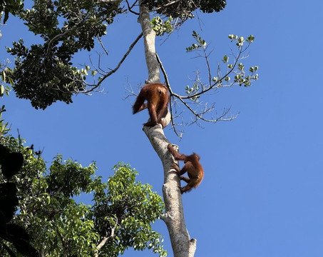 Asia Horizon-Pangkalan Bun必去景点