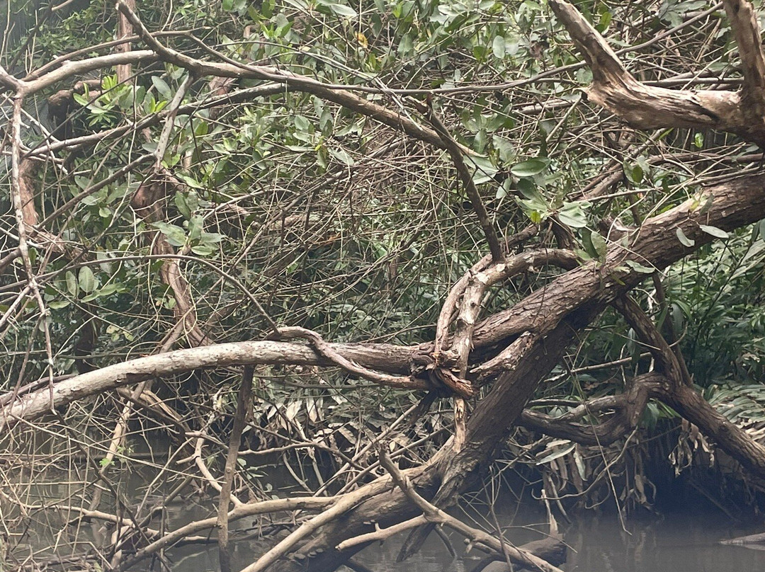 Monkey Mangrove Tour景点图片