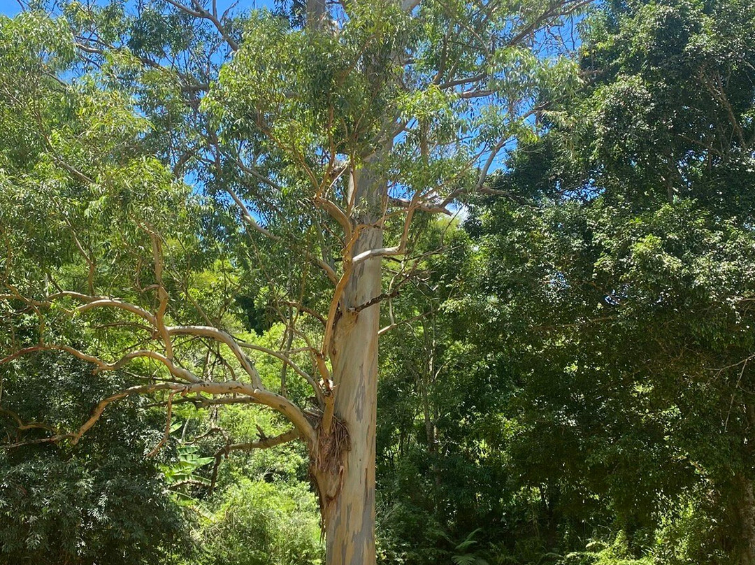 Pousada Araucaria主图