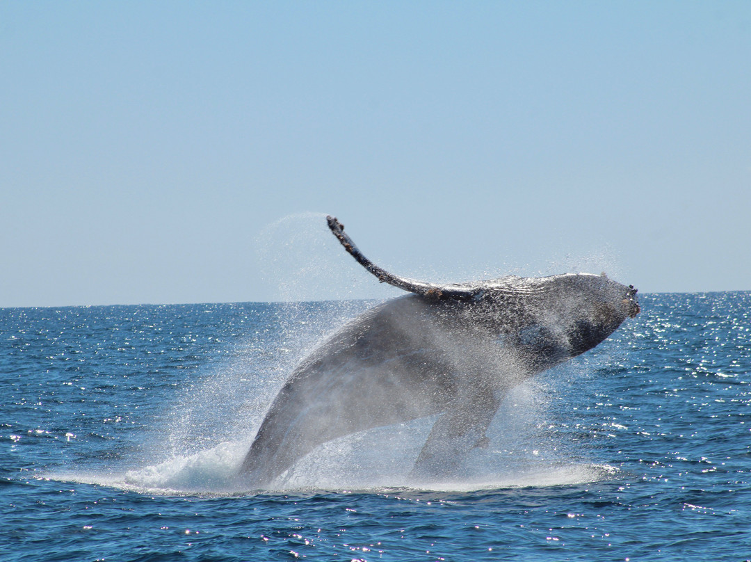 Papillon Yachts Rental Los Cabos-卡波圣卢卡斯必去景点