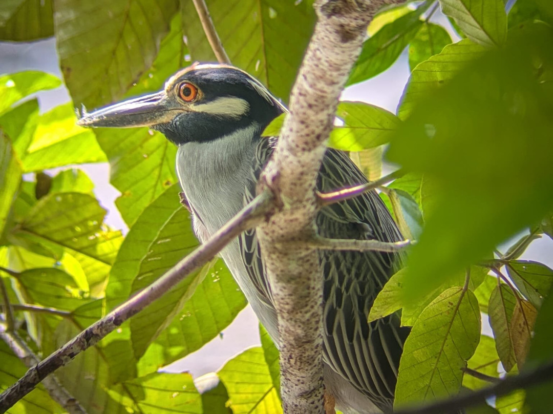 Osa Bolo Adventures-Corcovado National Park必去景点
