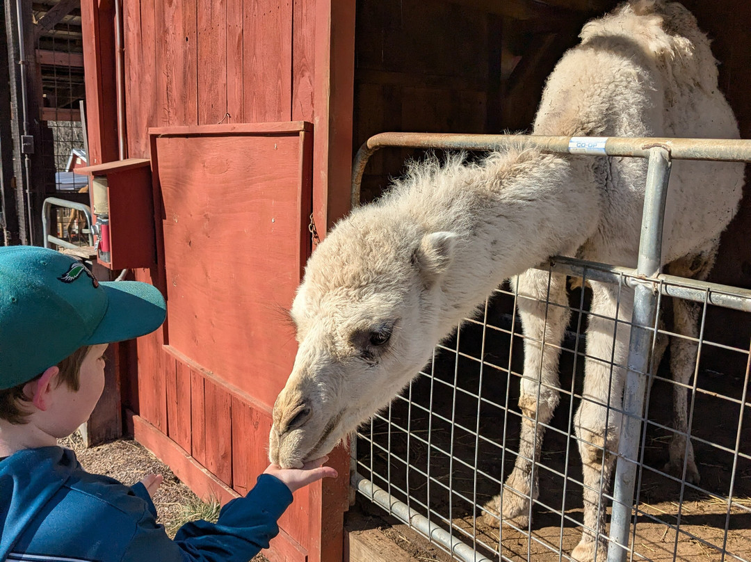 Smoky Mountain Deer Farm & Exotic Petting Zoo-塞维尔维尔必去景点