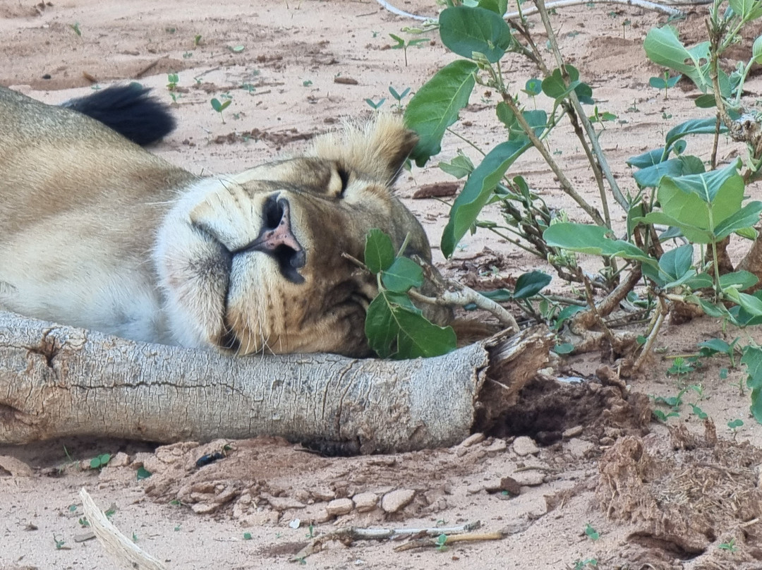Gondwana Tours & Safaris景点图片