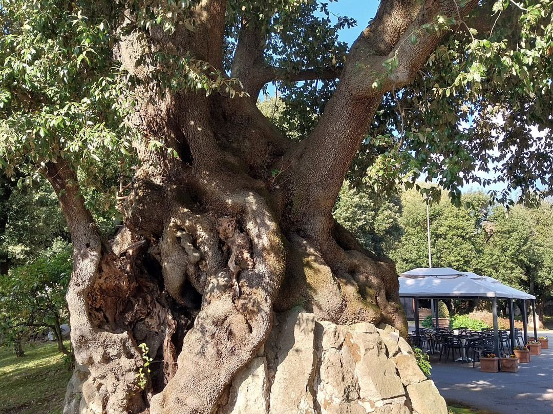 Giardini di Villa Barberini - Borgo Laudato Si'-冈多菲堡必去景点