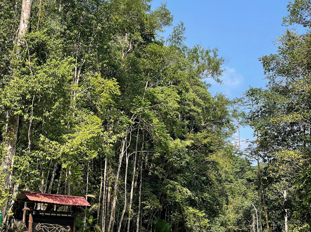 Endau Rompin National Park-柔佛必去景点