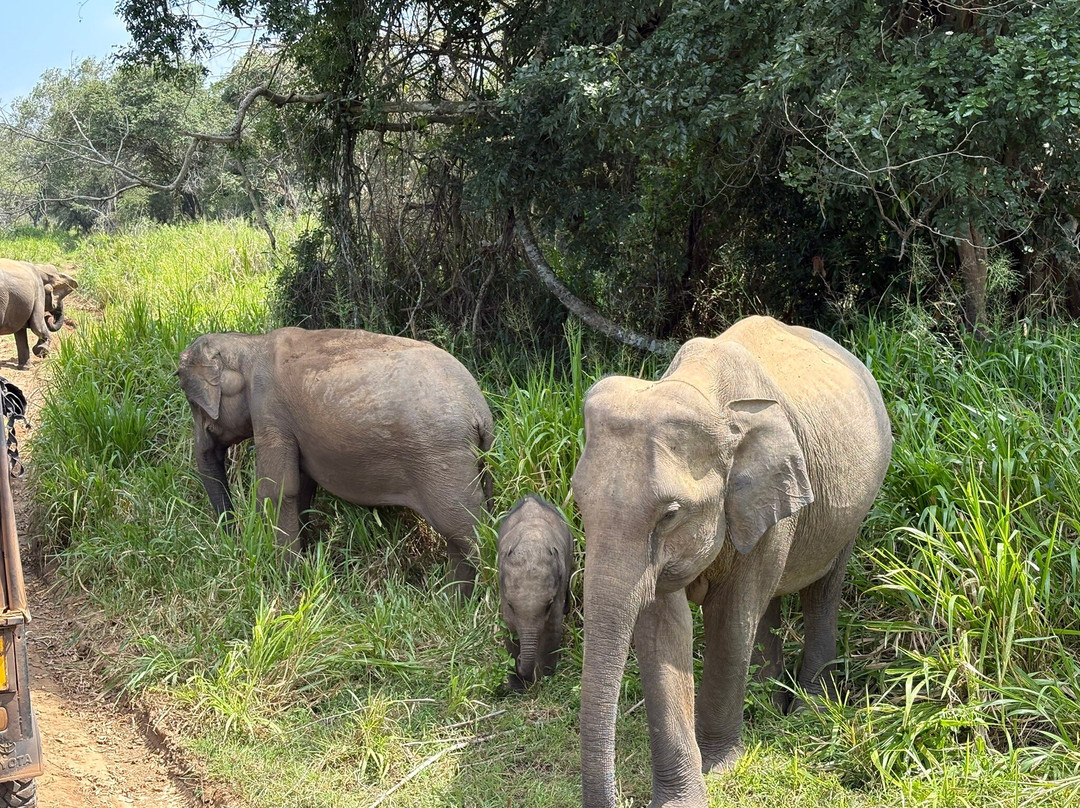 Taxi Sigiriya & Dambulla-锡吉里亚必去景点