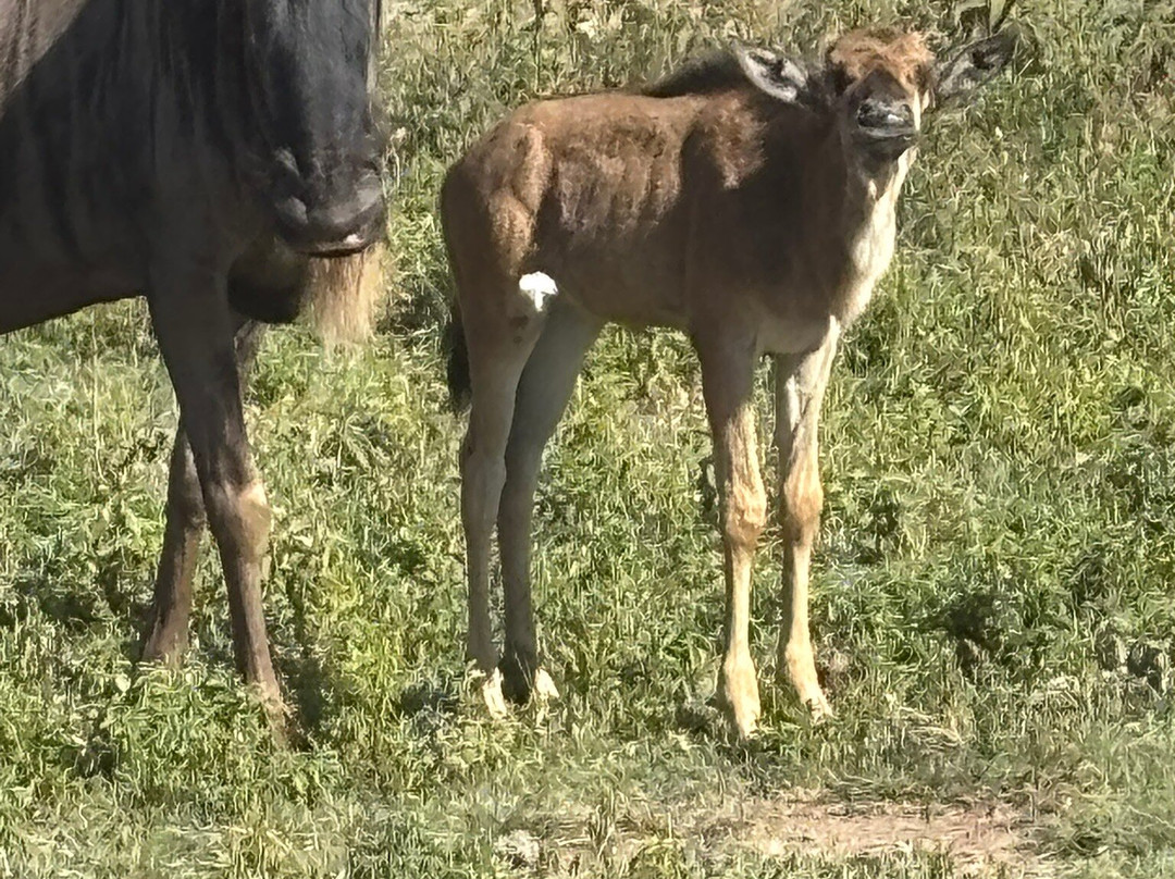 Zanbest Tours and Safaris-Sinoni必去景点