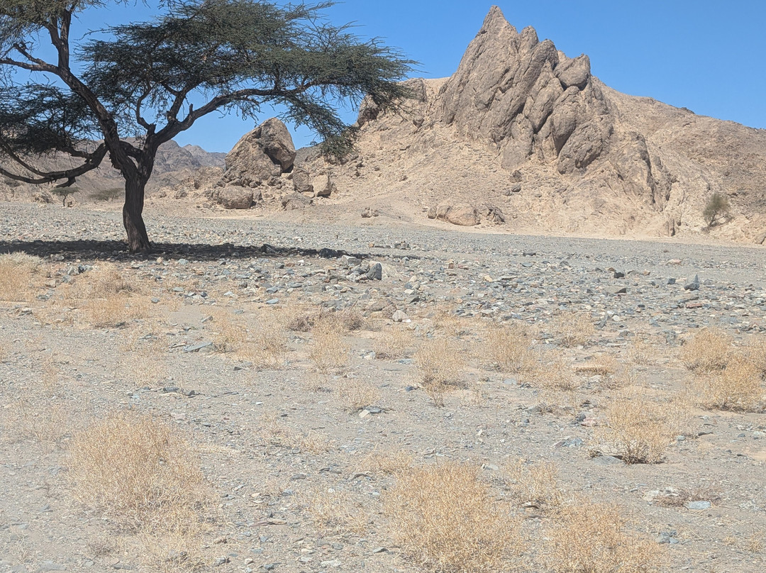 Wadi El Gemal National Park-马萨阿拉姆必去景点