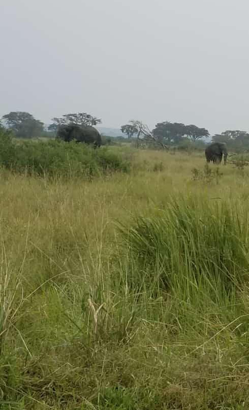 African Buffalo Safaris-坎帕拉必去景点