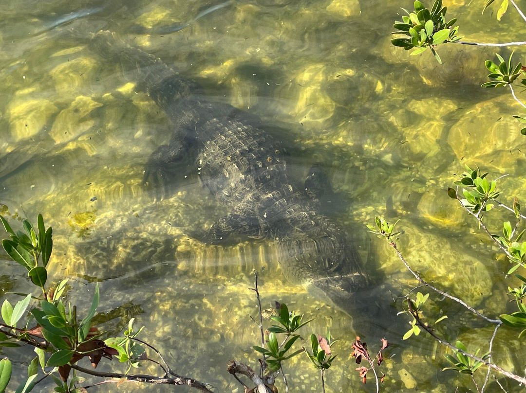 Blue Hole-Big Pine Key必去景点