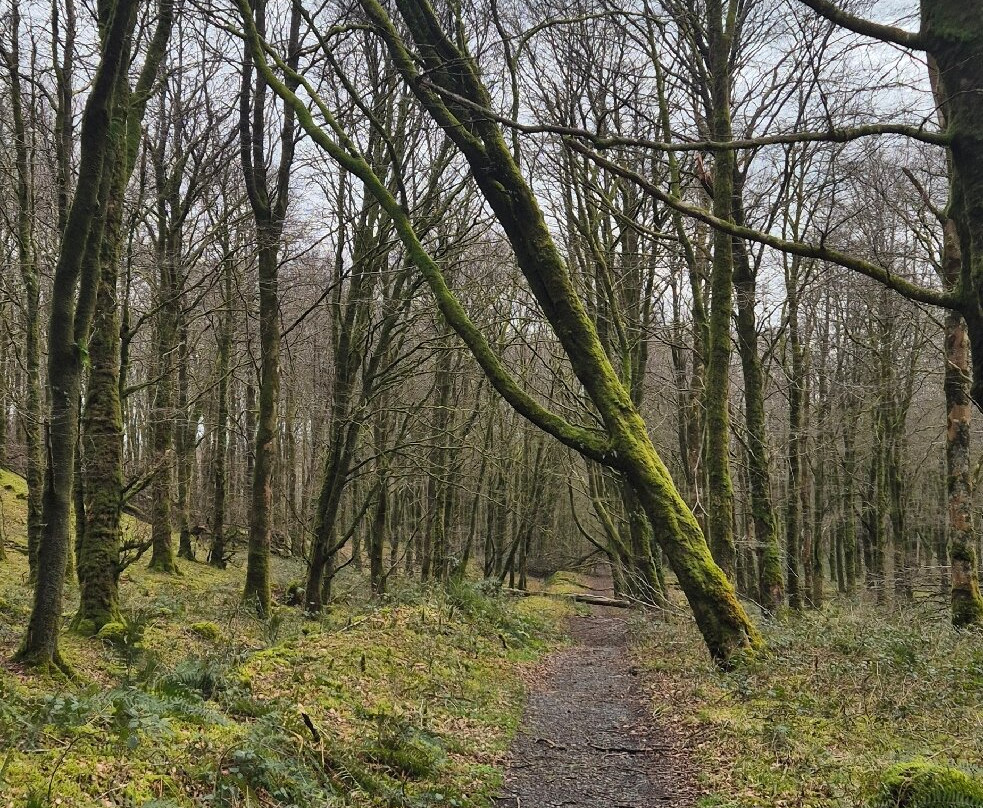 Mullaghmeen Forest-County Westmeath必去景点