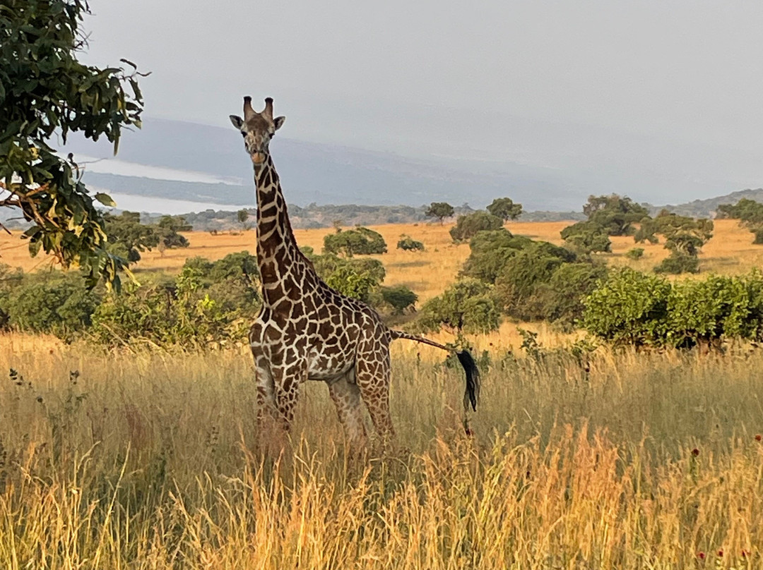 2-Days Akagera Wilderness Experience: Big 5 & Highest peak Camping-Kayonza必去景点