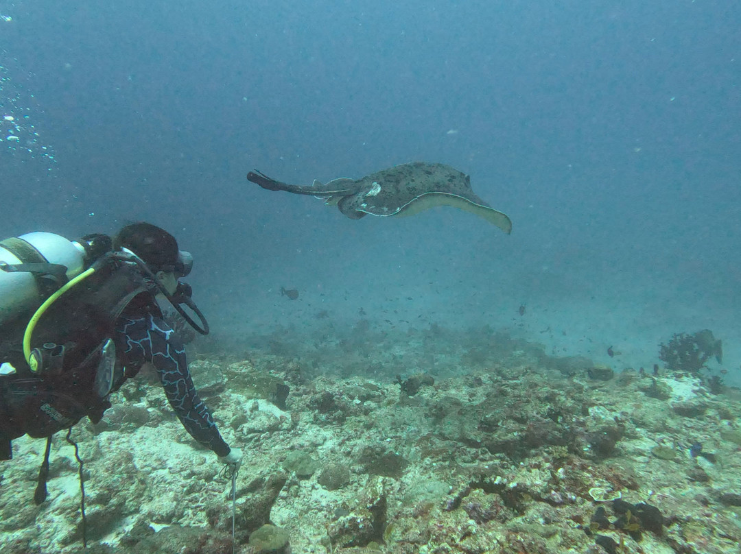 Jerrys Dive Club Rasdhoo景点图片