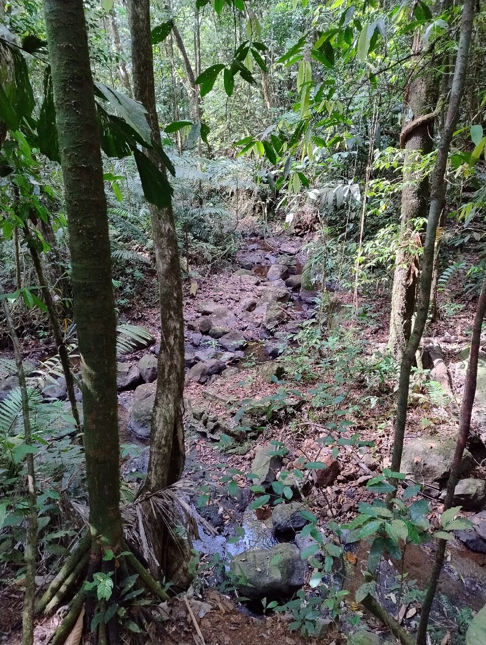 Termales del Bosque-官方