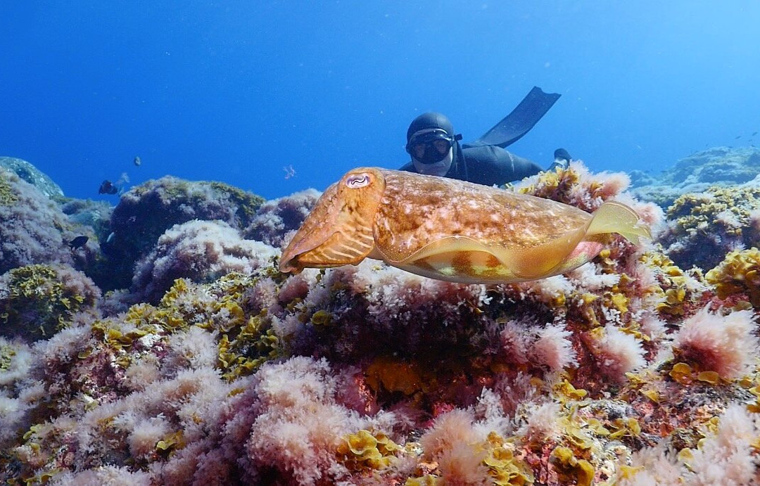 Freediving El Hierro景点图片