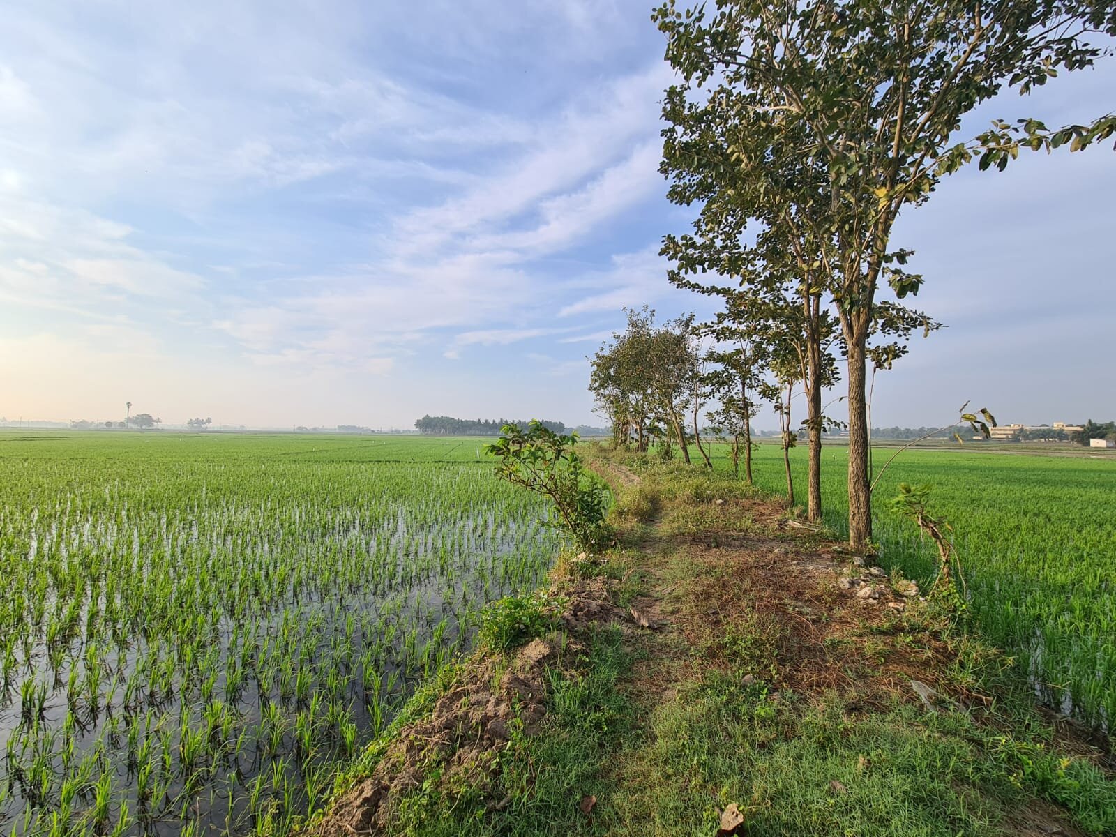 Paddy Homestay-官方