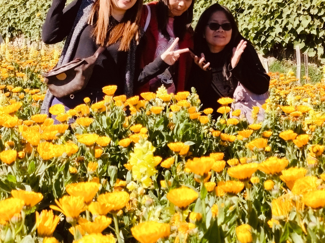 Northern Blossom Flower Farm-Atok必去景点