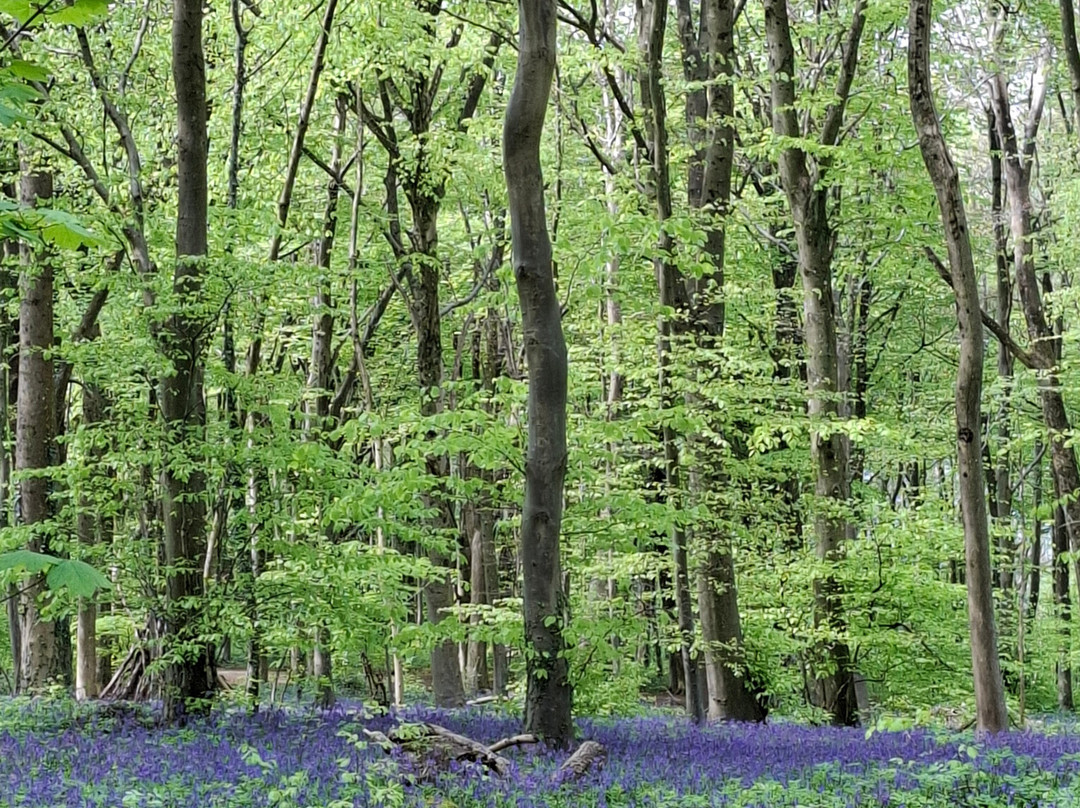 Haresfield Beacon And Standish Wood景点图片