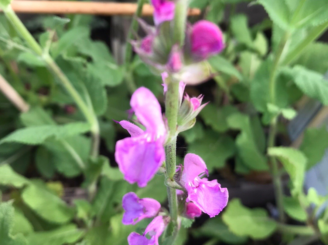 Coen Jansen Vaste Planten