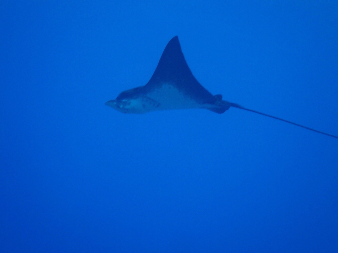 Euro-Divers Club Med Kani-卡尼翡诺岛必去景点