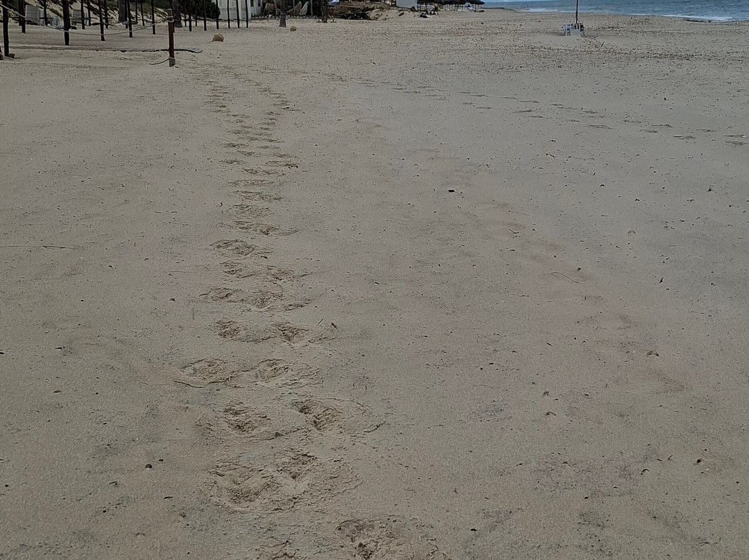 Port El Kantaoui Beach-康大维港必去景点