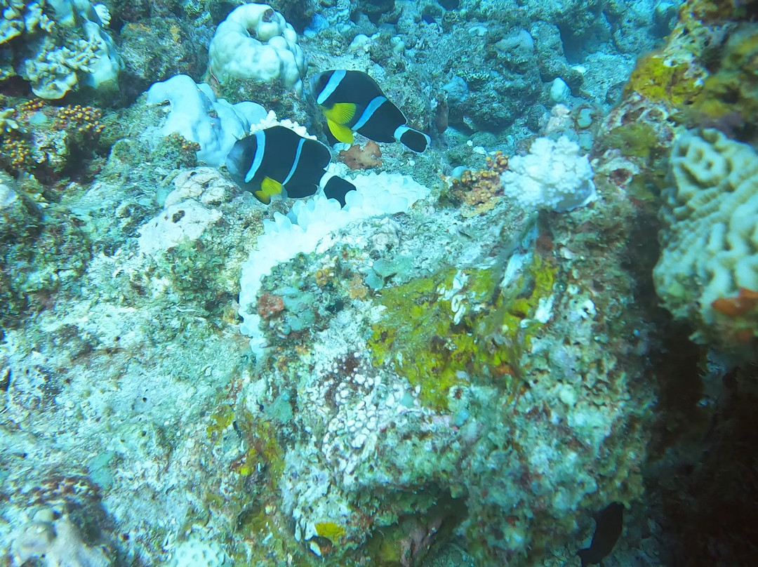 Emperator Diving Center-大湾必去景点