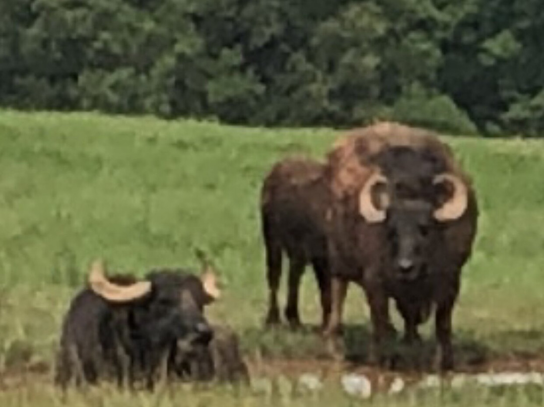 Wild Georgia Safari Park-Metter必去景点