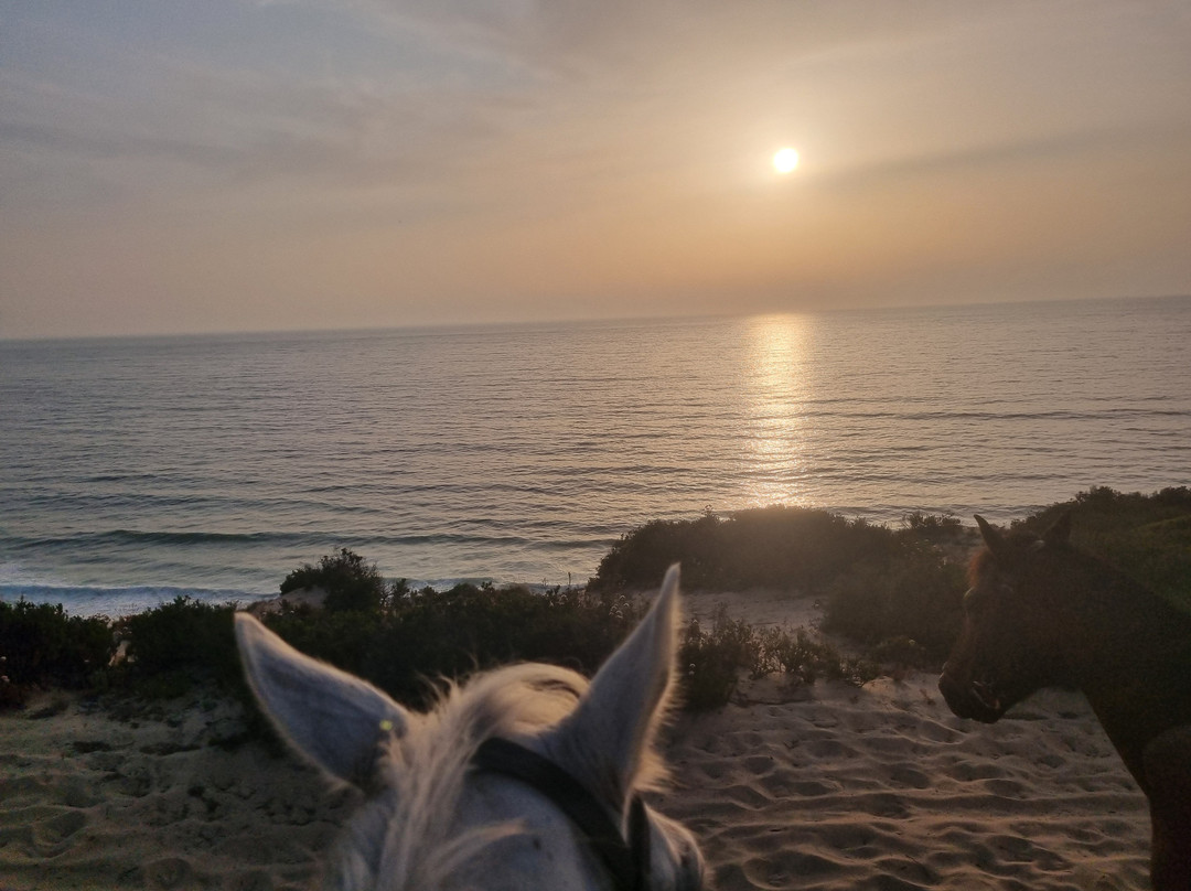 Cavalos Na Praia Do Meco - Lits Horses-Aldeia do Meco必去景点