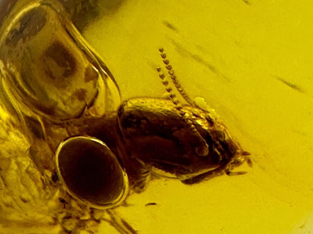 Dominican Amber Museum-普拉塔港必去景点